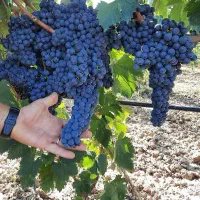 فروش نهال اصلاح شده مناسب مناطق سردسیر|خدمات باغبانی و درختکاری|سنندج, |دیوار