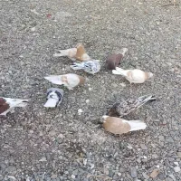 فروش چند جفت کبوتر زرد و سرور...