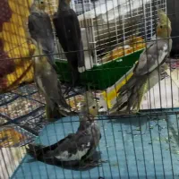 تعدادی طوطی عروس|پرنده|رشت, باهنر|دیوار