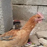 فروش بوقلمون ماده