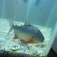 پیرانا خوشگل اصل