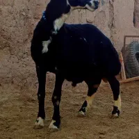 بره قوچ عشقی