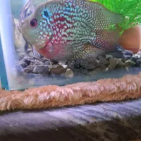 ماهی گوشتخوار