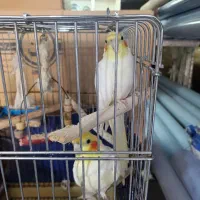 عروس هلندی جفت مولد با قفس