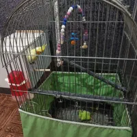 یک جفت عروس هلندی نرو ماده دوساله|پرنده|قم, قلعه کامکار|دیوار