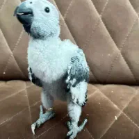 جوجه کاسکو ۴۵روزه