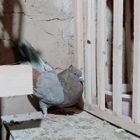 سلام دوست یک عدد سرخ مسجدی خشگل نر پروازی