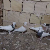 کفتر چهار عدد طوقی هفترنگ جوانه بدون عیب عروسک|پرنده|تربت‌حیدریه, رضاشهر|دیوار