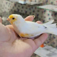 فروش قناری نر باکیفیت