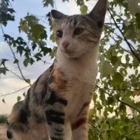 گربه گمشده منطقه شهید صالحی  کدخدایی|گربه|اسفراین, |دیوار