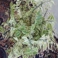 گل ها خیلی شاداب وسرحال|گل و گیاه طبیعی|گلبهار, نوبهار|دیوار