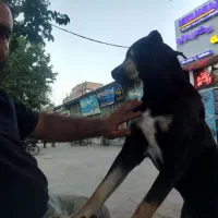 سگ جرمنی دوبرمن نگهبان|سگ|مشهد, شهید معقول|دیوار
