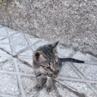 بچه گربه رایگان|گربه|قوچان, |دیوار