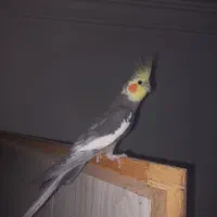 عروس هلندی نر مست مست شهرری قرچک