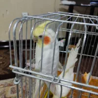 فروش عروس هلندی نر