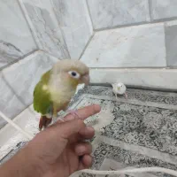 طوطی گرینچیک  دستی و مرغ عشق  دستی|پرنده|خواف, |دیوار