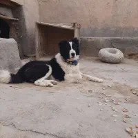 جفت نر و لاس