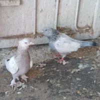 کفتر فروشی ماده ۲عدد