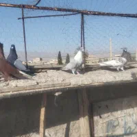 کبوتر.کفتر رنگی|پرنده|فسا, |دیوار