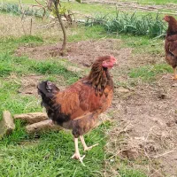 جوجه|حیوانات مزرعه|بهشهر, |دیوار