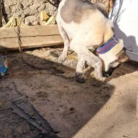 سگ سرابی|لباس|سرعین, |دیوار