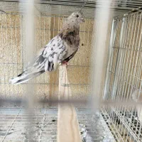 کبوتر سرور قواره دار عتیقه نر جوان|پرنده|چهاردانگه (تهران), |دیوار