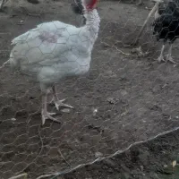 بوقلمون بیوتی کاملا ارگانیک و طبیعی|حیوانات مزرعه|جویبار, |دیوار