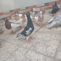 میزعسلی،دمسفید،طوقی،یهودی|مبلمان خانگی و میز عسلی|مشهد, موعود|دیوار