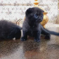 گربه اسکاتیش