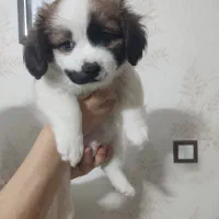 توله شیتزو پیکینیز ۳ ماهه