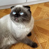 جفت گیری گربه