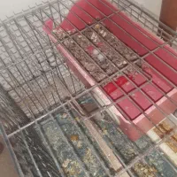 یک جفت فنج روی تخم‌