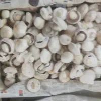 قارچ درجه دو