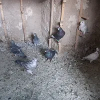 7عدد کفتر پلاکی خوب|پرنده|شیراز, جوادیه|دیوار
