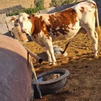 گاو شیری شکم اول