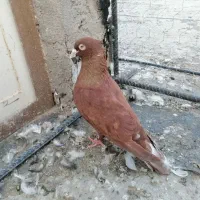 کبوتر|پرنده|بم, |دیوار