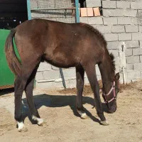 کره نریون 8ماه ترکمن