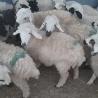 بره نر و ماده|حیوانات مزرعه|بافت, |دیوار