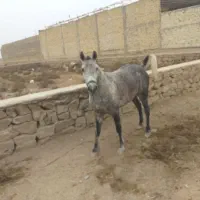 اسب مدیوم