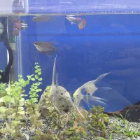 معاوضه انجل.گورامی.گوپی