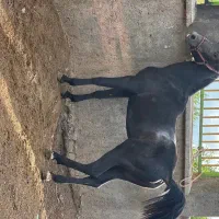 نریان 27 ماهه