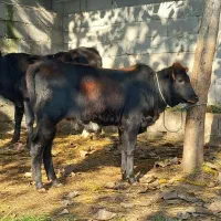 3 راس گاو .. لیشه چالوسی.. سیمینتال|حیوانات مزرعه|رشت, بازار|دیوار