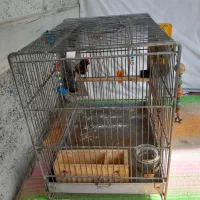 گلبسر سهره قناری