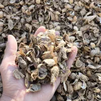 پوست بادام زمینی ، خاک برگ ، علوفه دام ، باغ ، کود