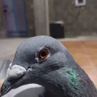 پلاکی درجه یک