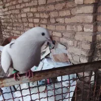 کفتر|پرنده|قم, جمکران|دیوار