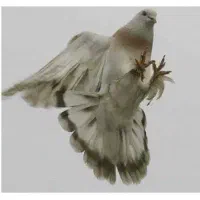 کفتر سوسنی باختی