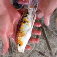 ماهی کوی سوپر باله|ماهی|تربت جام, یحیی آباد|دیوار