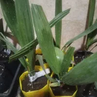 نمایندگی رسمی نخل کشت بافت و پاجوش گلخانه ای