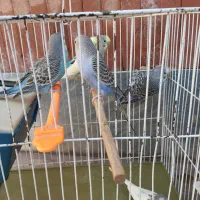 مرغ عشق|پرنده|گرمسار, |دیوار